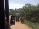 Elefant med unge